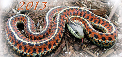 2013_year_of_the_snake