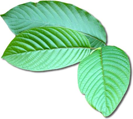 kratom-leaf