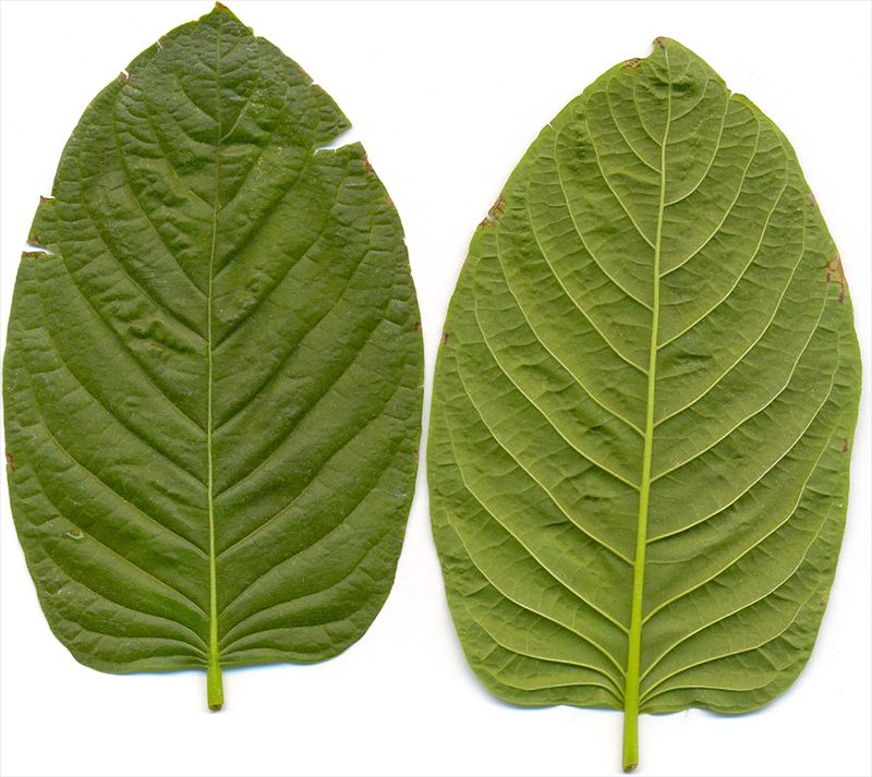 kratom-leaves