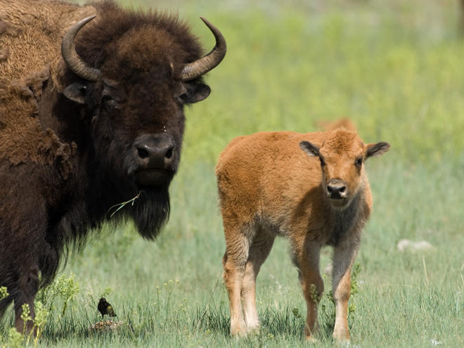 Great Plains Bison plains-bison