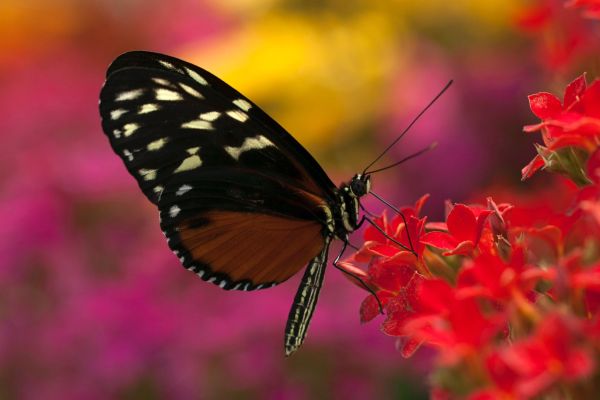 Integrating Your Multidimensional Identity Integrating Your Multidimensional Identity