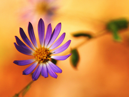 michaelmas-daisy