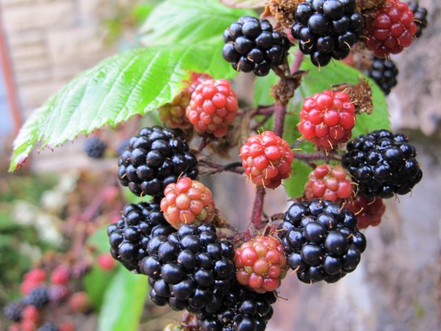 Blackberries brambles2