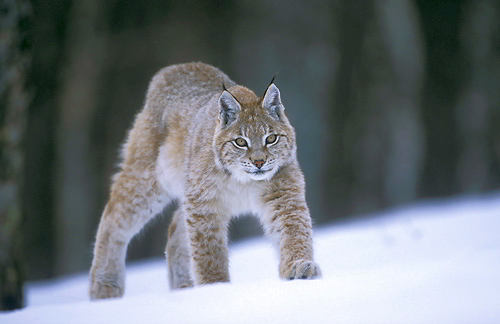 european_lynx