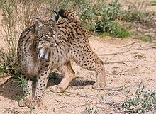 lynx3