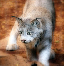 lynx_digitial