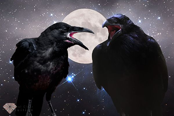 When a Crow Caws At You, What Does It Mean?