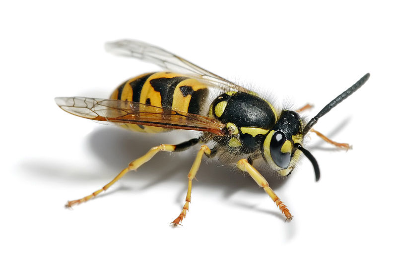 wasp