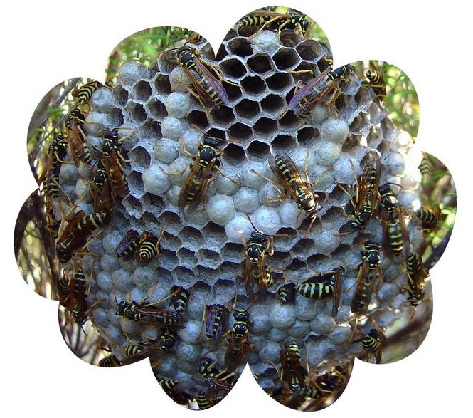 wasp-nest