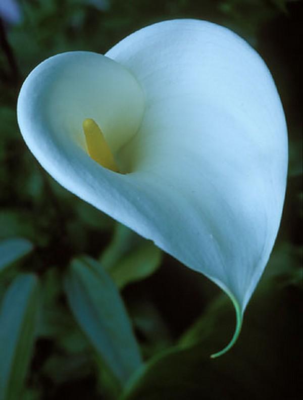 Calla Lily calla-lily