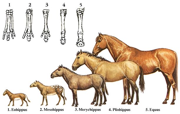 The Council: A Gap in the Evolution of Living Animals? 