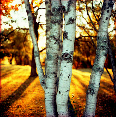 birch_trees