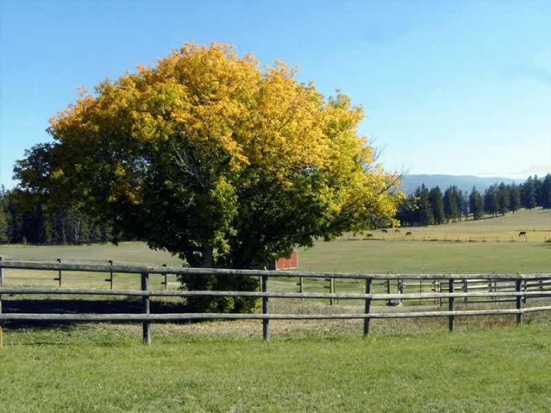 Elder Tree elder_tree