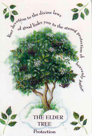 Elder Tree Magic elder_tree_magic