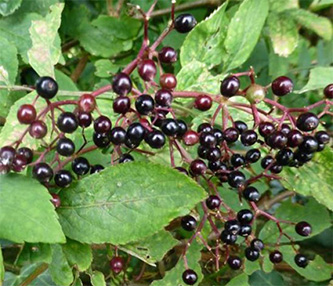 Elder Berries elderberries
