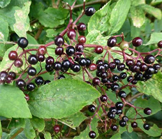 elderberries