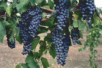 grape_vine