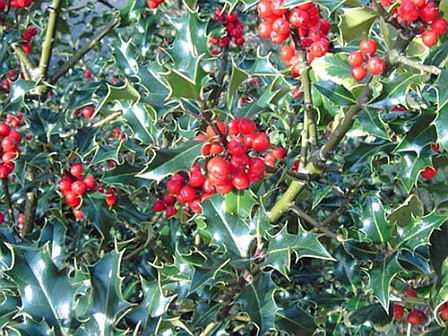 the_holly_tree