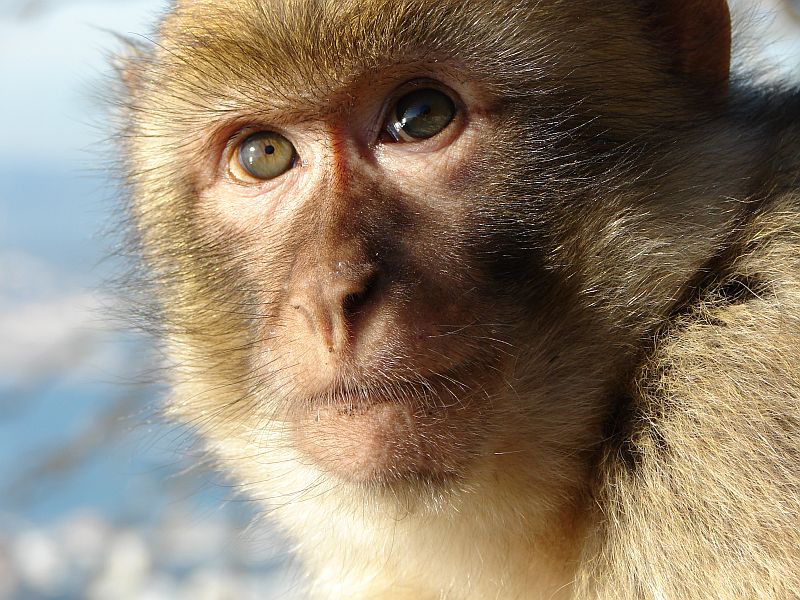 Chinese Astrology August 2017 gibraltar barbary macaque