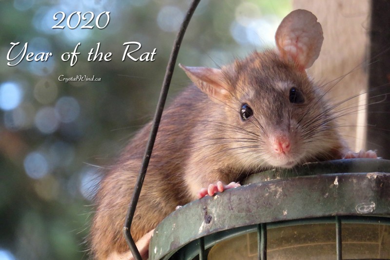 2020 - Year of the Rat