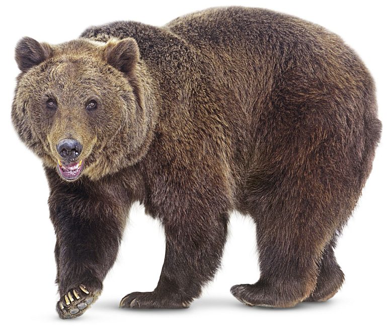 brown-bear