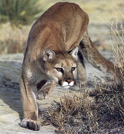 cougar