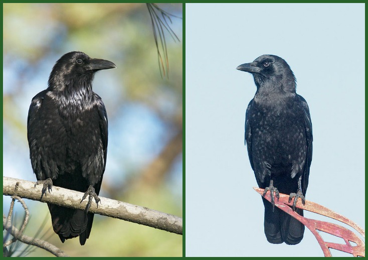 crow - raven
