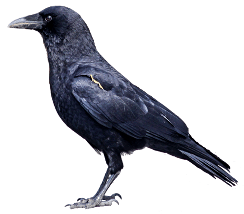 crow