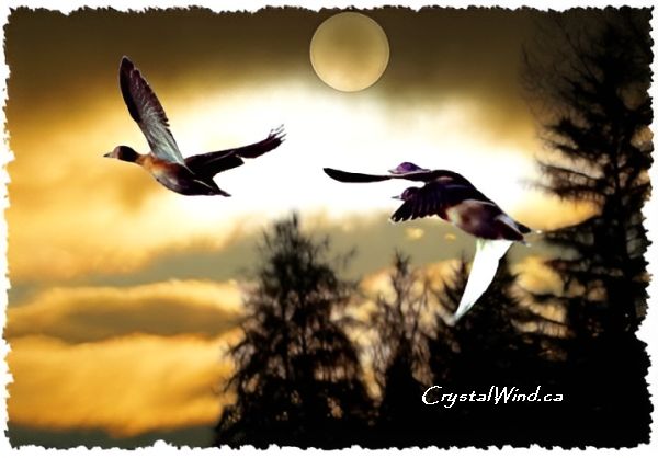 Ducks Fly Moon