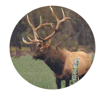 elk