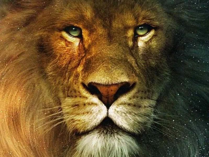 Lion Moon lion moon