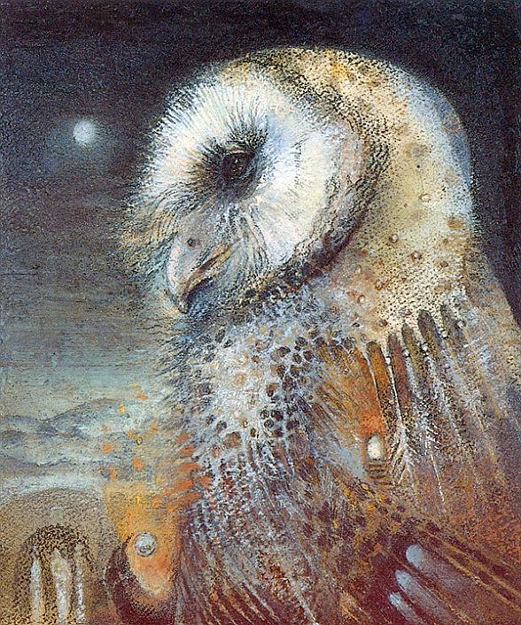 Little Owl little-owl