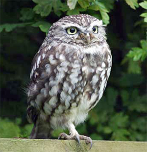 little-owl