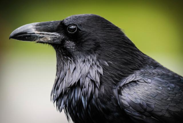 crow/raven
