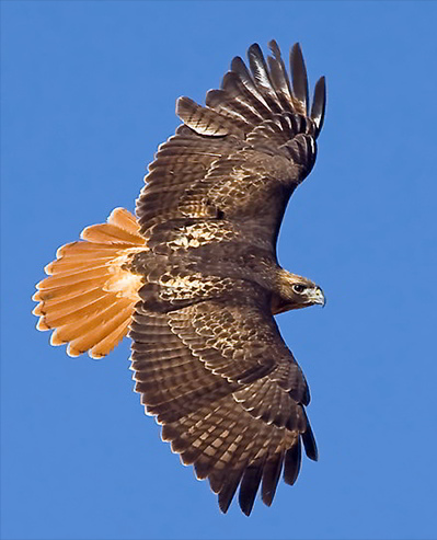 red-tailed-hawk