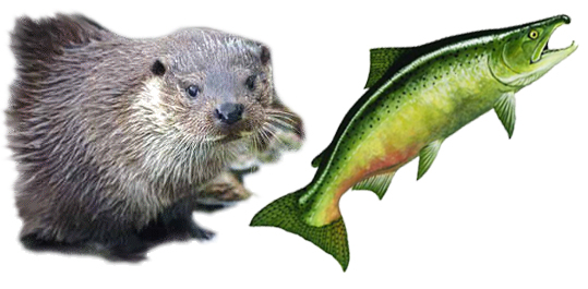 salmon)otter