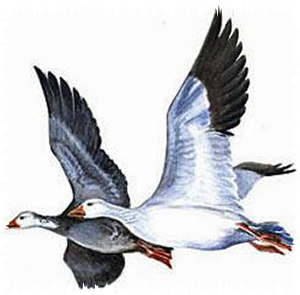 snow_goose