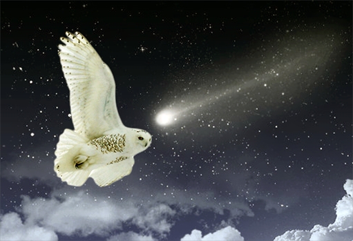 snowy_owl-and-shooting-star