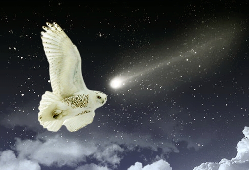 shooting_star_snowy_owl