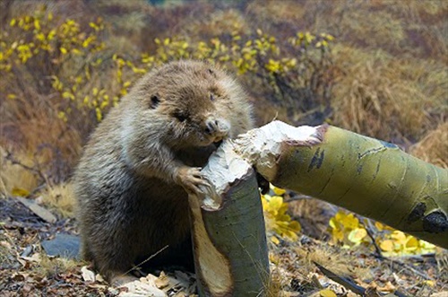 beaver-cut-tree