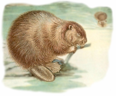 Birth Totem - Beaver beaver_totem