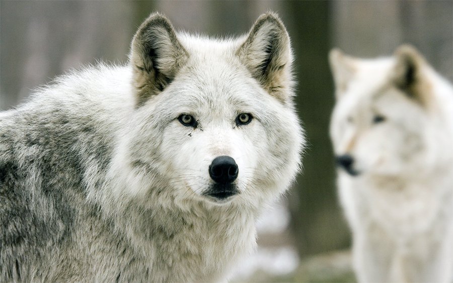 Birth Totem Wolf wolf_totem