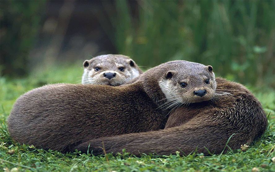 otters