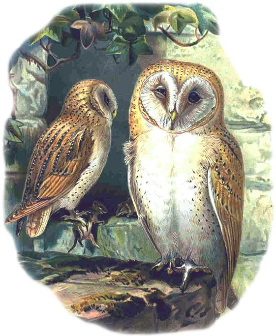 Birth Totem - Owl