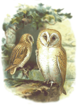 Little Owl little_owl