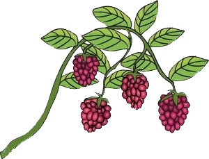 raspberry