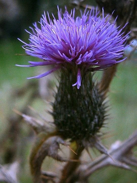 thistle1