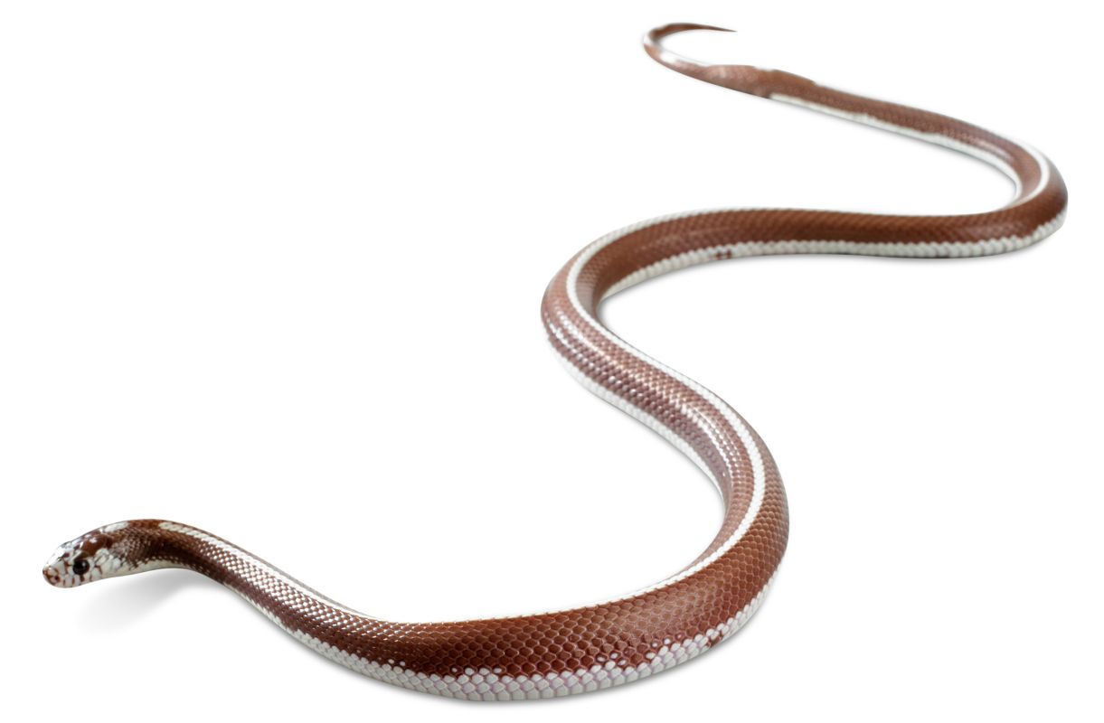 Birth Totem - Snake Birth Totem - Snake