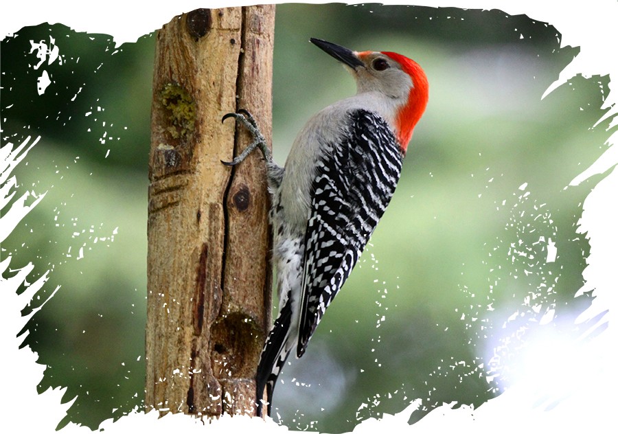 Birth Totem - Woodpecker