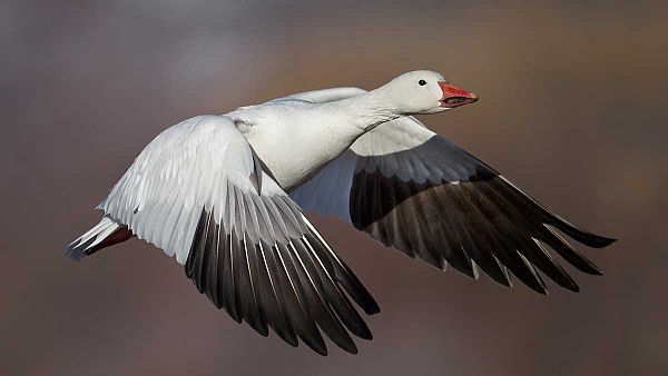 Birth Totem - Snow Goose snow-goose